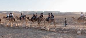 Camel Ride at Kfar Nokdim, Israel